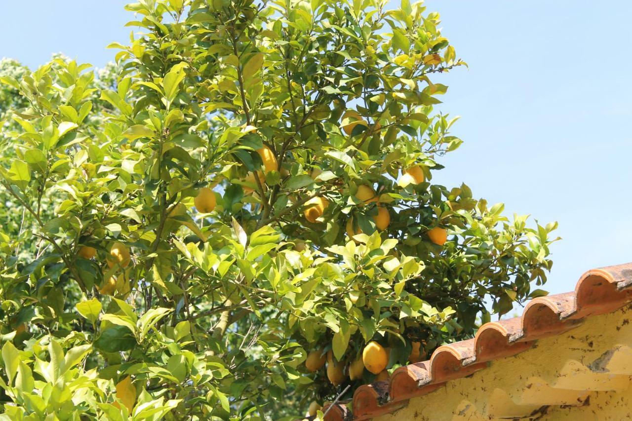 Quinta Do Outeiro Bed & Breakfast Vila Nova de Poiares Exterior photo
